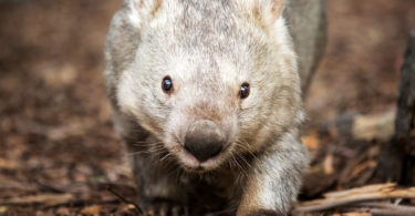 Winnie, Australia's oldest known wombat, turned 31 on December 12. Photo: National Zoo & Aquarium